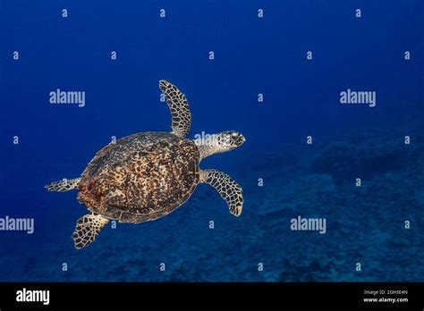 Hawksbill Sea Turtle Beak Close Up Hi Res Stock Photography And Images