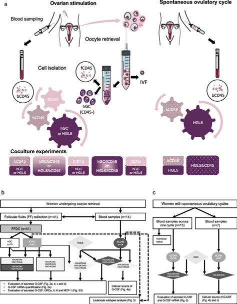 Study design. CD45-negative human granulosa cells (hGC) and follicular ...