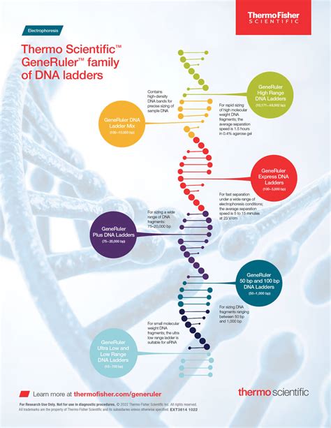 GeneRuler DNA Ladders Thermo Fisher Scientific IN