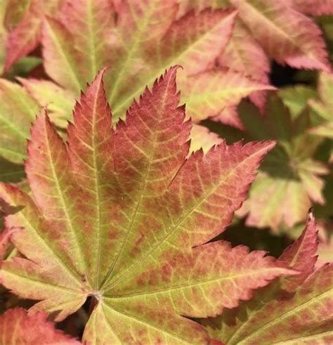 ACER japonicum ‘Vitifolium’ – Rocky Dale Gardens Plant Catalog