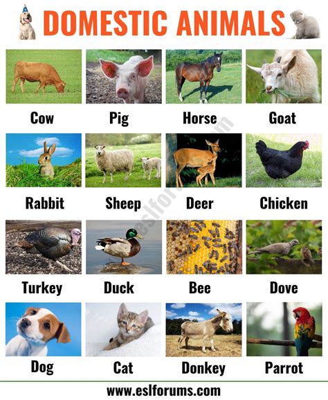 Domestic Animals With Names And Pictures at Bill Henley blog