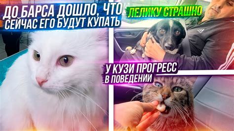 Отвезли ВСЕХ к грумеру? Кузя не кусает больше пальцы и реагирует на ...