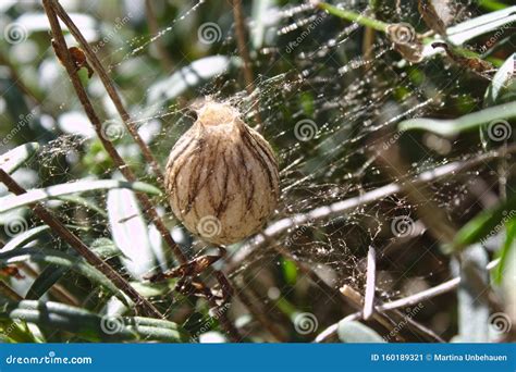 Spider eggs in the garden stock image. Image of insect - 160189321