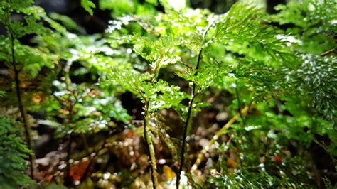 Wallpaper Sinar Matahari Taman Alam Makro Cabang Lumut Hijau Rimba Hutan Hujan Pohon