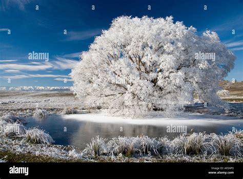 Hoar Frost On Willow Tree Near Omakau Central Otago South Island New