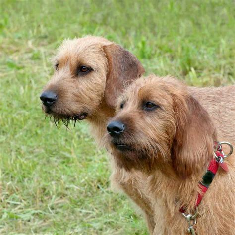 how does a soft coated wheaten terrier compare in size to a border terrier? – Border Terrier Love