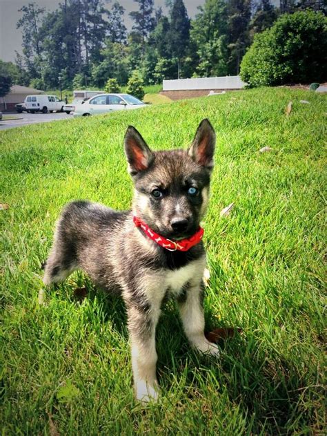 Miniature German Shepherd Mix