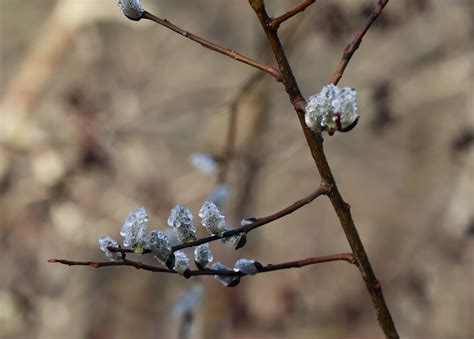 Dew On Pussy Willows Canon RF Shooters Forums