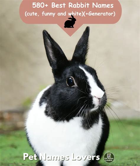 580+ Best Rabbit Names (cute, funny, and white)