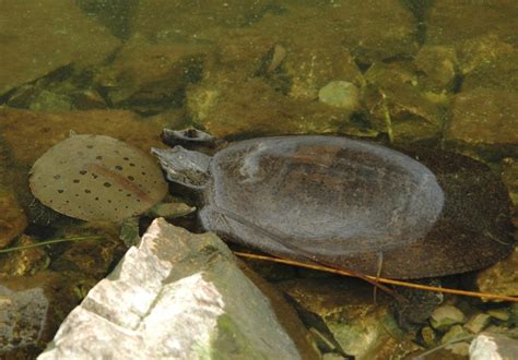 Apalone Spinifera Spiny Softshell Turtle Vermont Reptile And