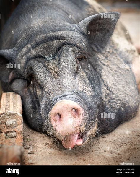 big fat pig  res stock photography  images alamy