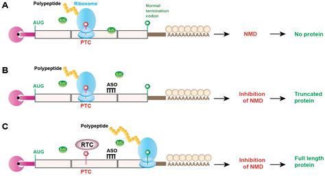 Genes Free Full Text Nonsense Mediated Mrna Decay As A Mediator Of