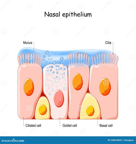 Células De La Mucosa Nasal Secreciones Nasales Células Basales Y