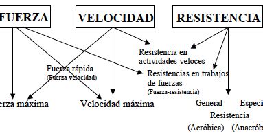 Fundamentos Te Ricos Del Acondicionamiento F Sico Capacidades