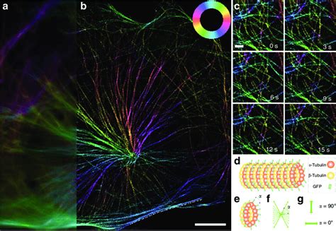 Live Cell Imaging Of The Microtubules In U2OS Cells A B 3D PSIM