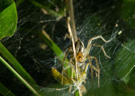 Agelenidae and a captured assassin bug : r/spiders