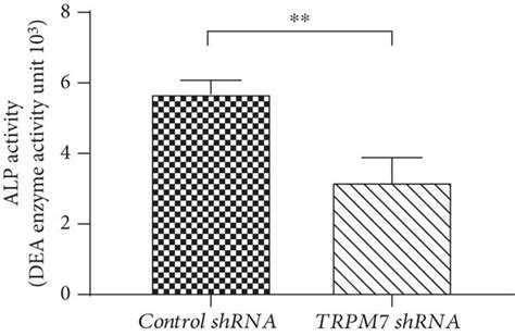 The Effects Of Trpm7 On The Osteogenic Differentiation In Hbmscs A