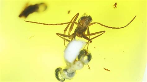 Photos 100 Million Year Old Amber Reveals Ancient Ants Too Had Social Structure