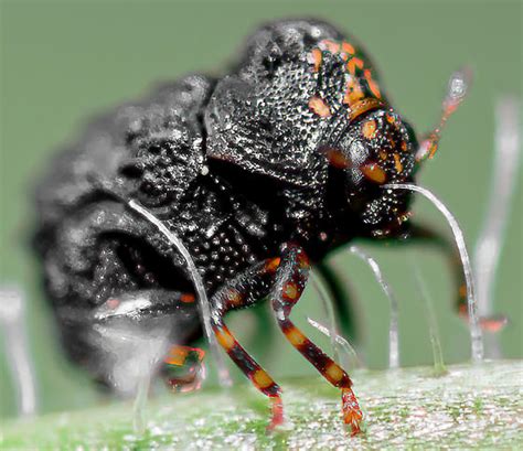 Leaf Beetles Bugguidenet