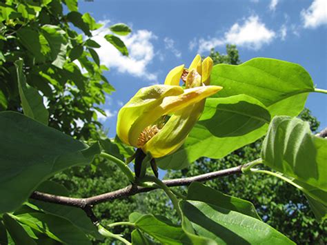 Cucumber Tree Magnolia Acuminata The Arboretum