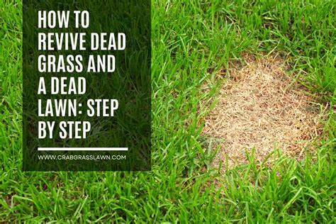 How To Revive Dead Grass And A Dead Lawn Step By Step Crabgrasslawn