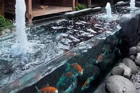 Tips Backwash Dalam Menjaga Kebersihan Kolam Ikan Koi Garden Center