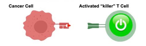 Inmunomoduladores Inhibidores De Puntos De Control Citocinas