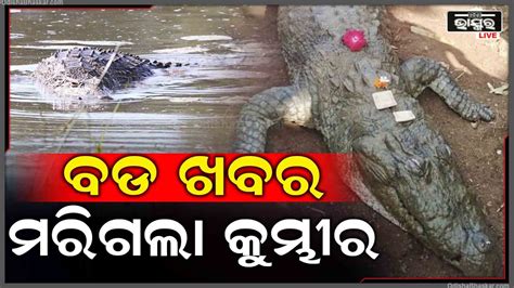 କୁମ୍ଭୀର ଆତଙ୍କ ଭିତରେ ସାମନାକୁ ଆସିଛି ଏକ ବଡ ଖବର ବିଶାଳ କୁମ୍ଭୀରର ମୃତ୍ୟୁ