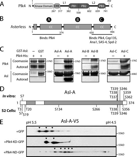 Plk4 Phosphorylates The N Terminal Domain Of Asl Download Scientific