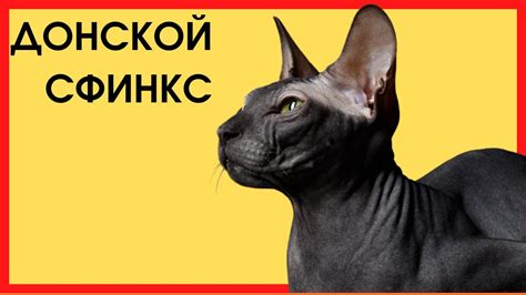 ДОНСКОЙ СФИНКС - YouTube