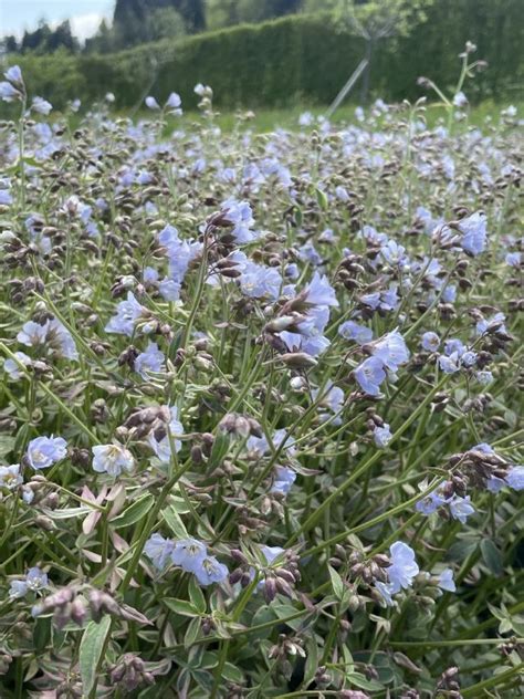 Polemonium Reptans Stairway To Heaven Frikarti Stauden Ag