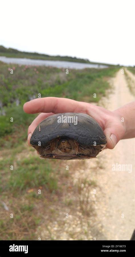 Eastern Mud Turtle Kinosternon Subrubrum Reptilia Stock Photo Alamy