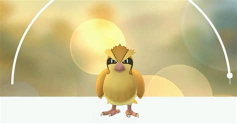 Can Pidgey Be Shiny 'Pokémon GO'?