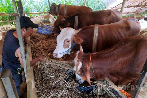 Pedagang Hewan Kurban Di Kota Bandung Mulai Ramai Foto 5 1968253