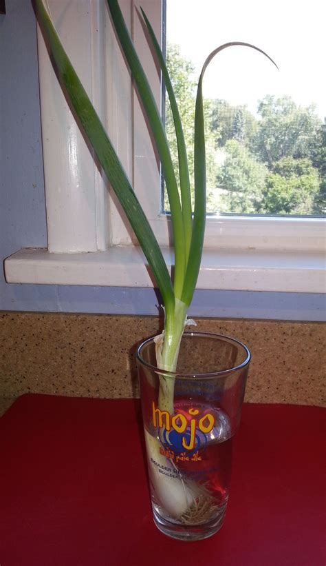 Growing Green Onions Indoors Green Onions Growing Growing Greens