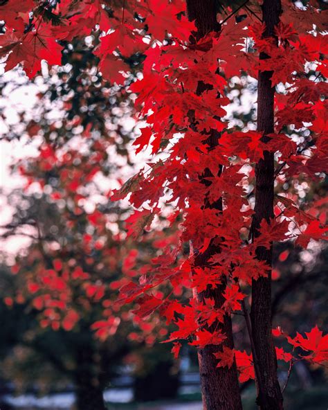 Full Hd Red Tree Background Hd Jaleada Mapanfu