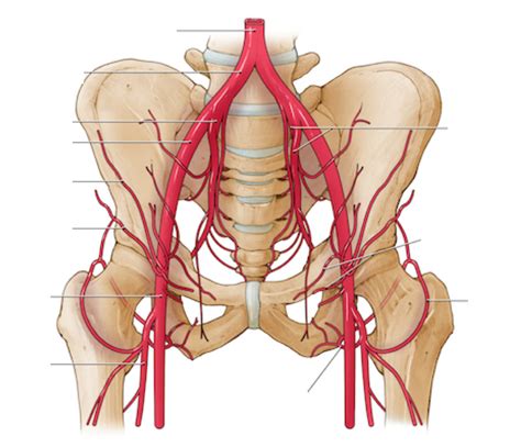 Iliac Anatomy Tavr Diagram Quizlet