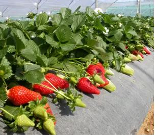 Morango Variedade Ventana Características Mudas e Nome Cientifico