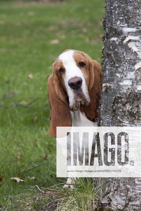 CANIS FAMILIARIS Red And White Basset Hound Peering Around Tree