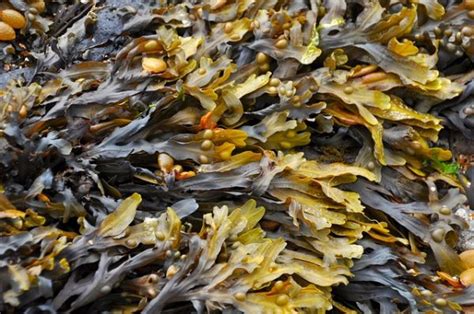 Tuesday’s Ten – Types of Seaweed | Dartmoor Hiking