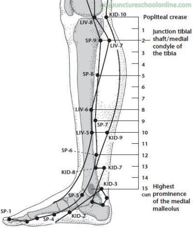 Spleen Liver Meridian Lower Leg Acupuncture Points Acupressure