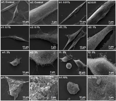 Sem Micrographs Of Ethanol Treated Cells Figure Depicts Cellular