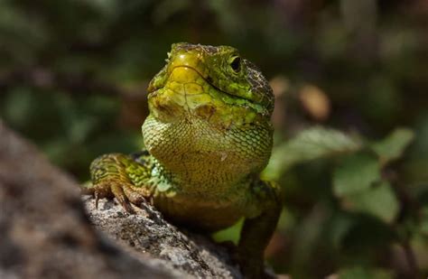 Image libre reptile lézard faune nature animal sauvage forêt