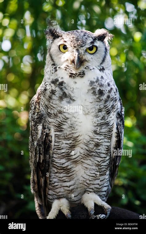 Great Horned Owl Bubo virginianus Stock Photo - Alamy