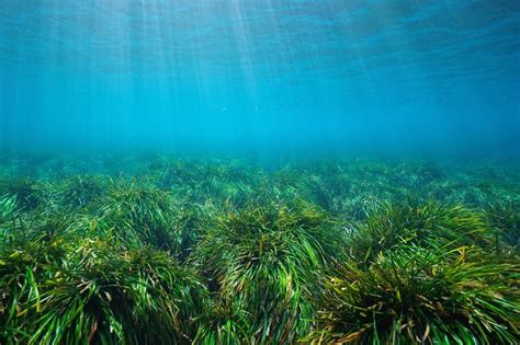 Posidonia una planta para salvar el mediterráneo