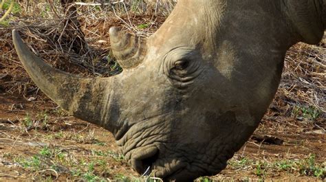 Petition · South Africa Ban The Domestic Trade In Rhino Horn And