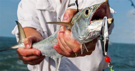 How To Catch Spanish King Mackerel Like A Pro