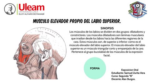 Expo Anatomia By ZURA MEN On Prezi