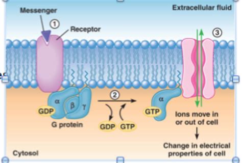 Anatomy Physiology Ii Chapter Endocrine System A P Ii