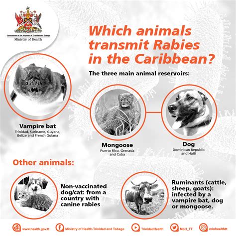 Which Animals Transmit Rabies | Ministry of Agriculture, Land and Fisheries